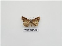 藏品(夜蛾213)的圖片